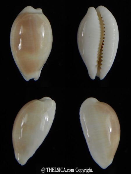 Palmadusta clandestina candida N&R 17,04 mm F+++/Gem-0