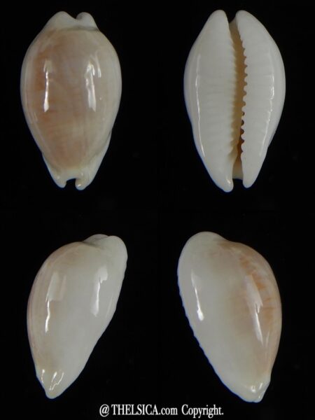 Palmadusta clandestina candida N&R 19,50 mm F+++/Gem-0