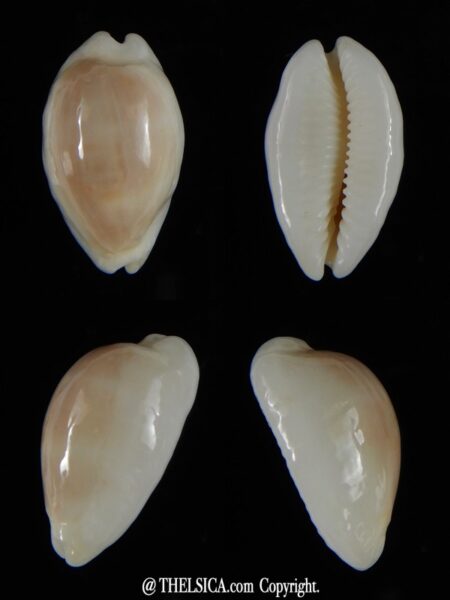 Palmadusta clandestina candida N&R 24,20 mm Gem-0