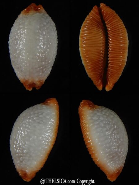 Staphylaea staphylaea consobrina N&R 22,06 mm Gem -0