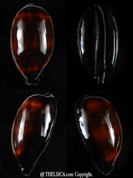 Talparia talpa ...TOP colour... 67,68 mm Gem-0