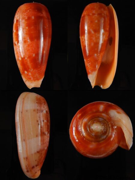 Textilia bullatus bullatus .. Very Big size ... 77,50 mm Gem-0