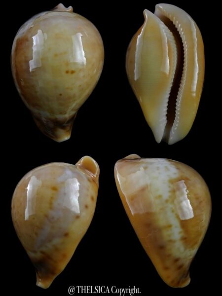 Umbilia armeniaca andreyi 82,1 mm Gem-0