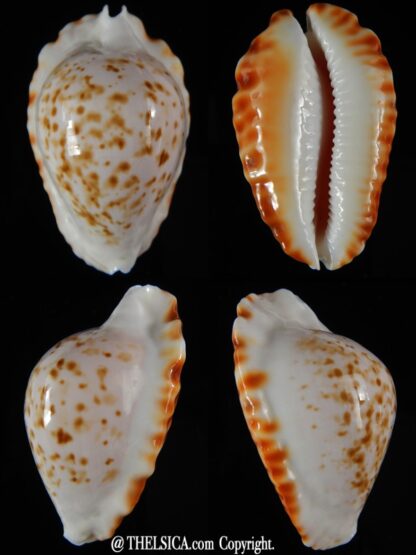 Zoila ketyana bataviensis ...Orange... 48,32 mm Gem-0