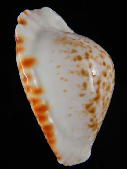 Zoila ketyana bataviensis ...Orange... 48,32 mm Gem-55438
