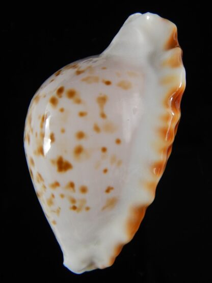 Zoila ketyana bataviensis ...Orange... 48,32 mm Gem-55437
