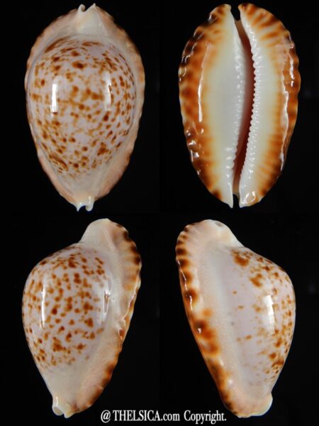 Zoila ketyana bataviensis 49,67 mm Gem -0