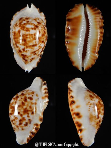 Zoila ketyana bataviensis 52,64 mm Gem-0
