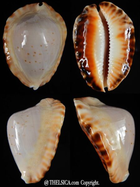 Zoila ketyana hypermarginata 51,03 mm Gem-0