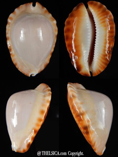 Zoila ketyana hypermarginata 48,63 mm Gem-0