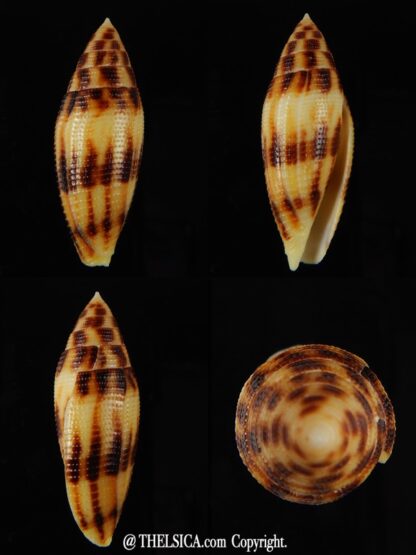 Conus mitratus " Big size " 44,76 mm Gem-0