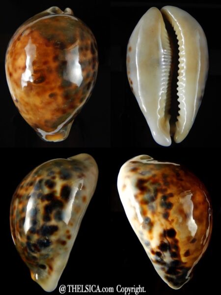 Cypraea tigris " rostrate" 93,17 mm Gem -0