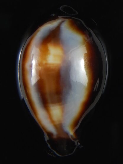 Erronea onyx onyx " BLACK" 36,34 mm Gem-56528