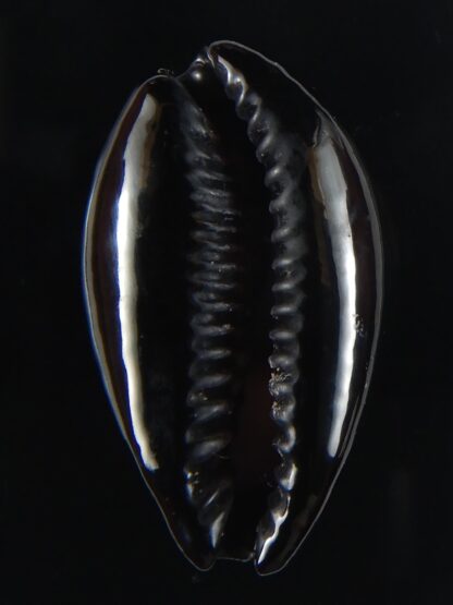 Erronea onyx onyx " BLACK" 36,34 mm Gem-56532