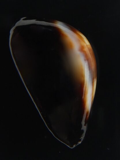 Erronea onyx onyx " BLACK" 36,34 mm Gem-56534