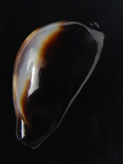 Erronea onyx onyx " BLACK" 36,34 mm Gem-56533