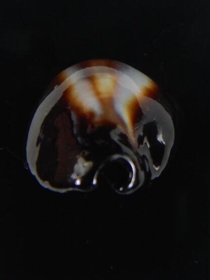 Erronea onyx onyx " BLACK" 36,34 mm Gem-56530