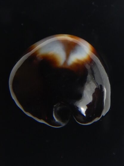 Erronea onyx onyx " BLACK" 36,34 mm Gem-56529