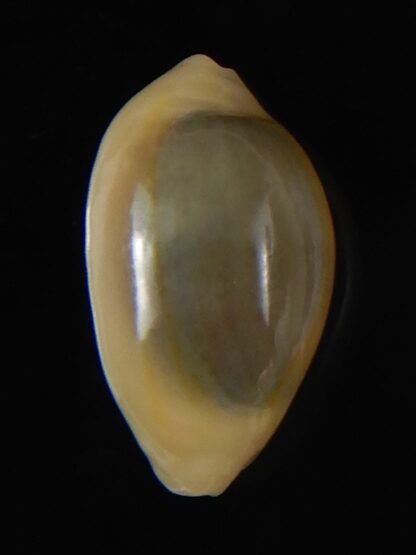 Monetaria annulus annulus " Rostrate" 19,10 mm Gem-56627