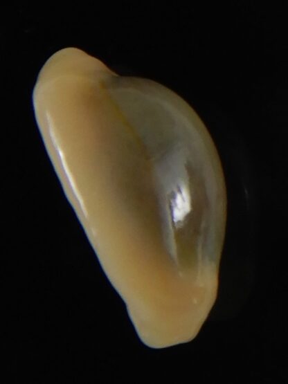 Monetaria annulus annulus " Rostrate" 19,10 mm Gem-56631