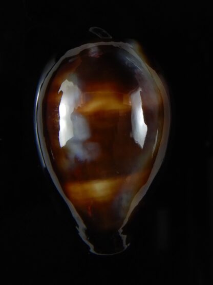 Erronea onyx onyx " BLACK" 34,83 mm Gem-56514