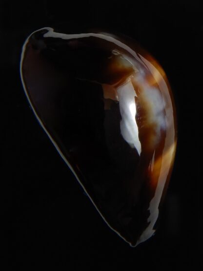 Erronea onyx onyx " BLACK" 34,83 mm Gem-56518