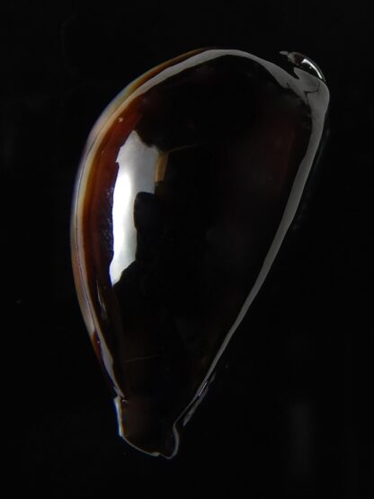 Erronea onyx onyx " BLACK" 34,83 mm Gem-56520