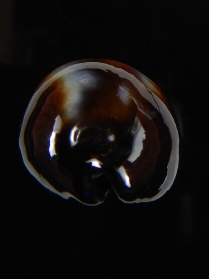 Erronea onyx onyx " BLACK" 34,83 mm Gem-56516