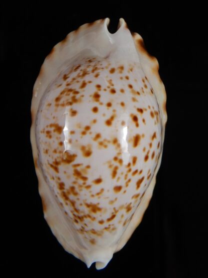 Zoila ketyana bataviensis 48,5 mm Gem-56437