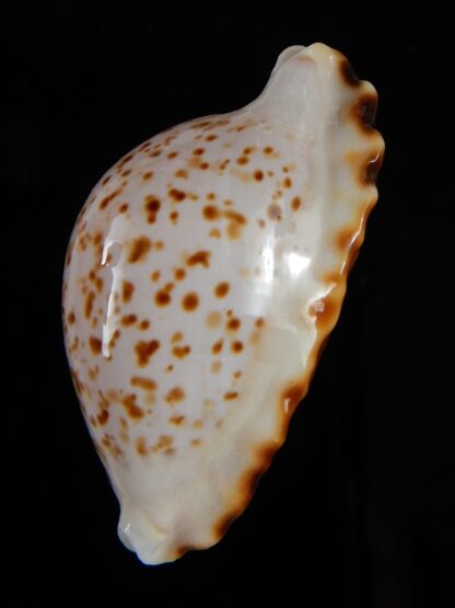 Zoila ketyana bataviensis 48,5 mm Gem-56441