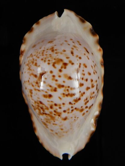 Zoila ketyana bataviensis 49,7 mm Gem-56478