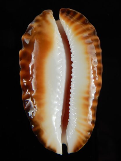 Zoila ketyana bataviensis 49,7 mm Gem-56472