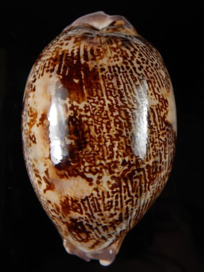 Leporicypraea rosea aliwalensis 69,65 mm Gem-56811