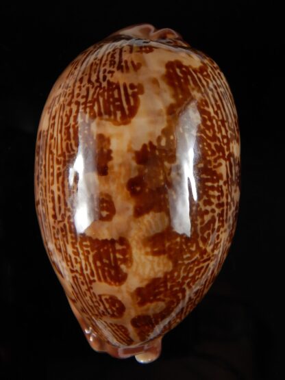 Leporicypraea rosea aliwalensis 66,87 mm Gem-56795