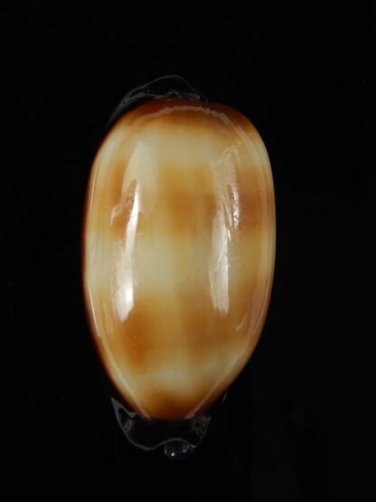 Talparia talpa talpa lewallorum 39,56 mm Gem-56998