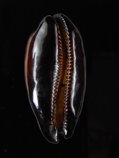 Talparia talpa talpa lewallorum 39,56 mm Gem-57001