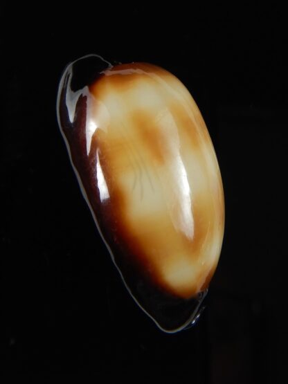 Talparia talpa talpa lewallorum 39,56 mm Gem-56999
