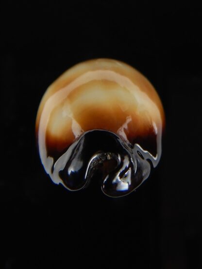 Talparia talpa talpa lewallorum 39,56 mm Gem-57002