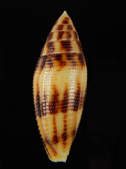 Conus mitratus " Big size " 44,76 mm Gem-56986