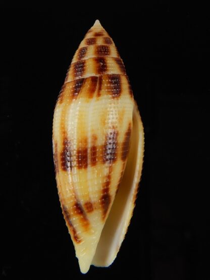 Conus mitratus " Big size " 44,76 mm Gem-56987