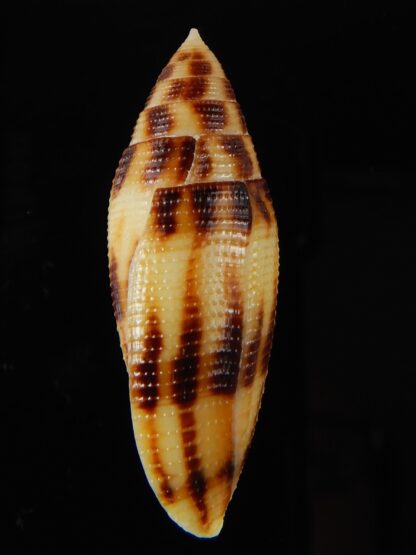 Conus mitratus " Big size " 44,76 mm Gem-56990