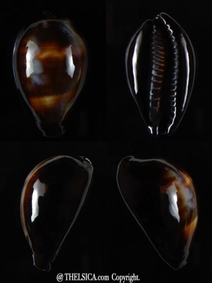 Erronea onyx onyx " BLACK" 34,83 mm Gem-0