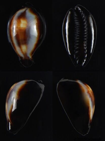 Erronea onyx onyx " BLACK" 36,34 mm Gem-0