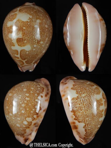 Leporicypraea mappa viridis eluceta ..62,50 mm Gem-0