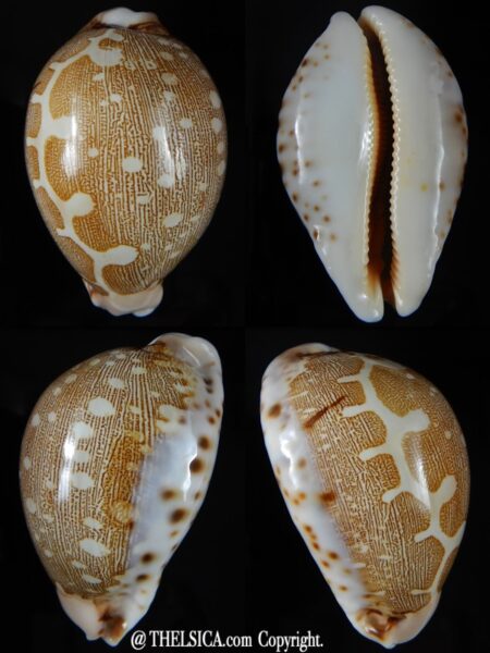 Leporicypraea mappa viridis eluceta ..64,77 mm Gem-0
