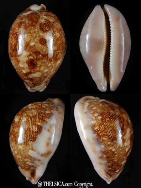 Leporicypraea mappa viridis eluceta ....69,21 mm Gem-0