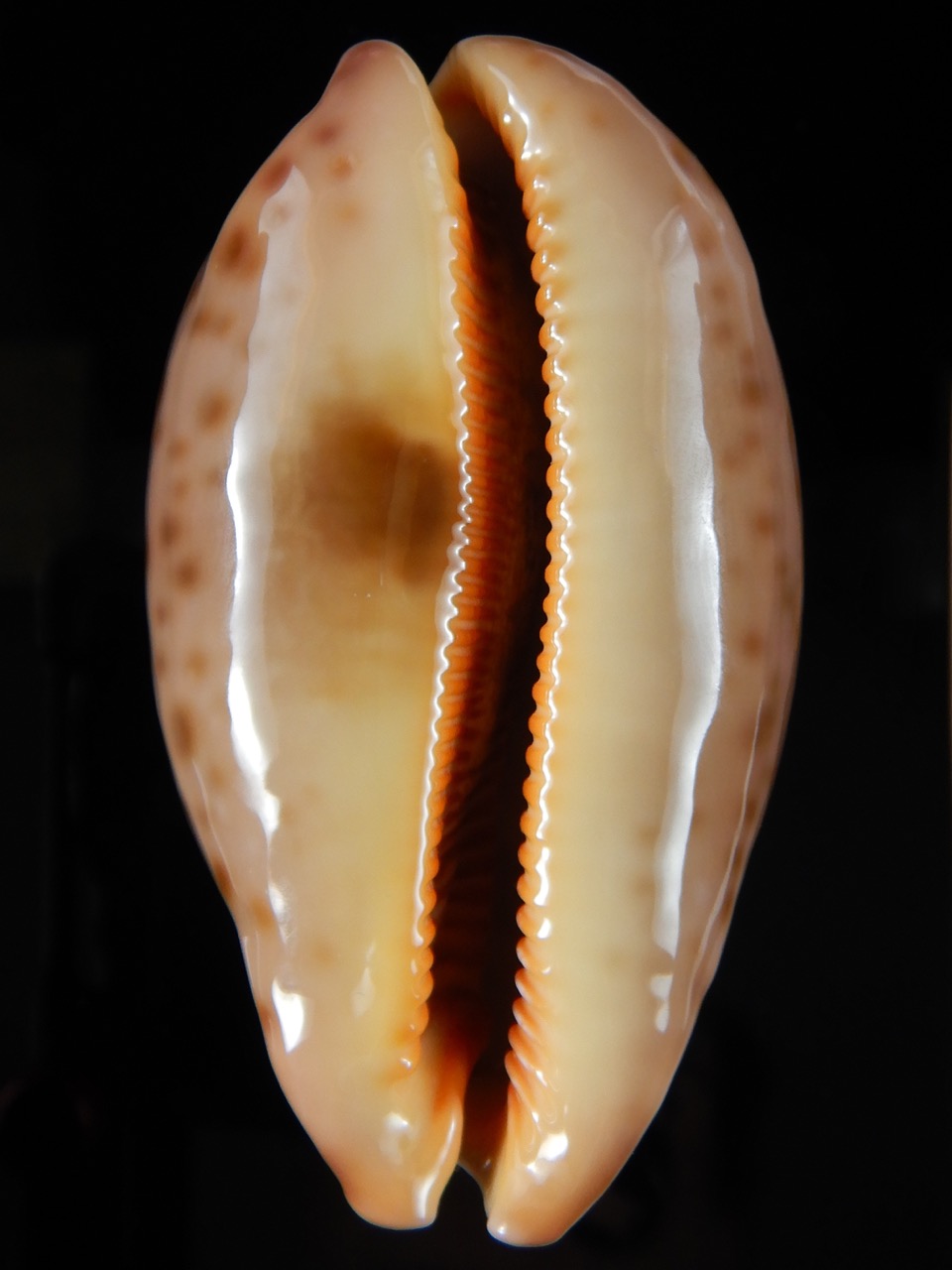 Leporicypraea mappa viridis montrouzieri ..SP colour.. 75,57 mm Gem-56725