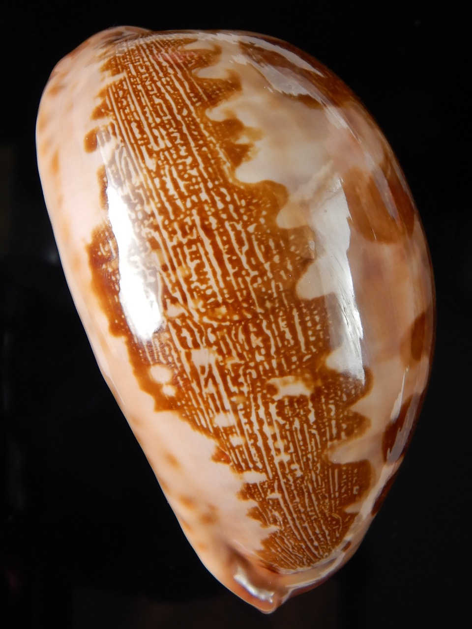 Leporicypraea mappa viridis montrouzieri ..SP colour.. 75,57 mm Gem-56731