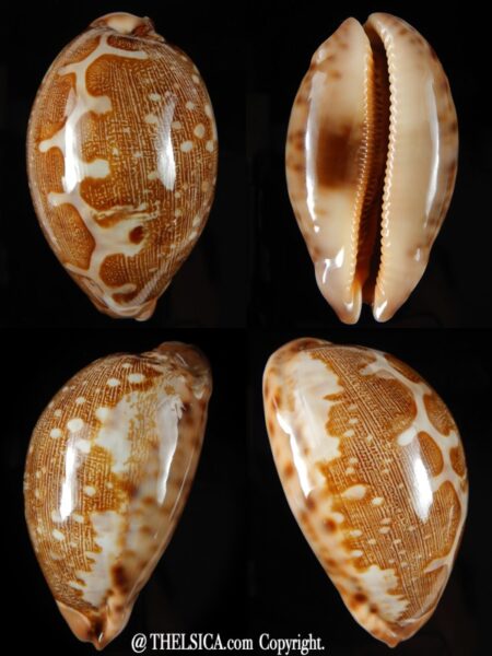 Leporicypraea mappa viridis montrouzieri ..69,10 mm Gem-0