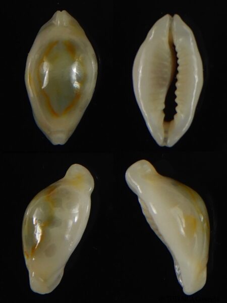 Monetaria annulus annulus " Rostrate" 16,39 mm Gem-0